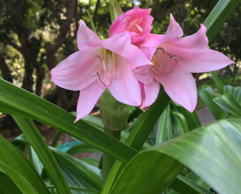 Crinum moorei - Natal lily