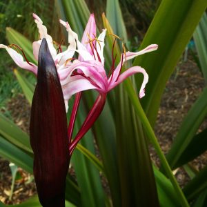 "Lillies"