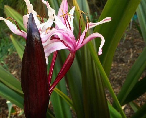 "Lillies"