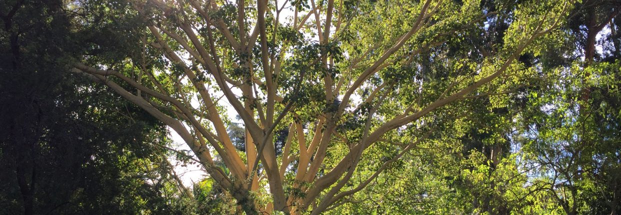 Ficus petiolaris - Rock fig