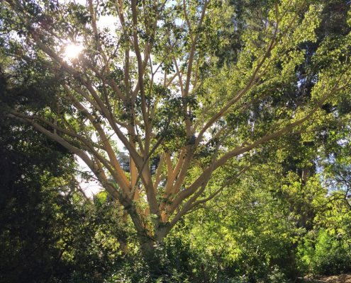 Ficus petiolaris - Rock fig