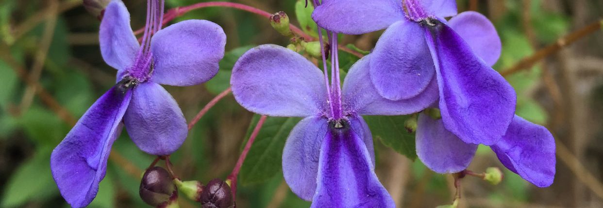 Rotheca myricoides - Blue butterfly bush Rotheca myricoides - Blue butterfly bush