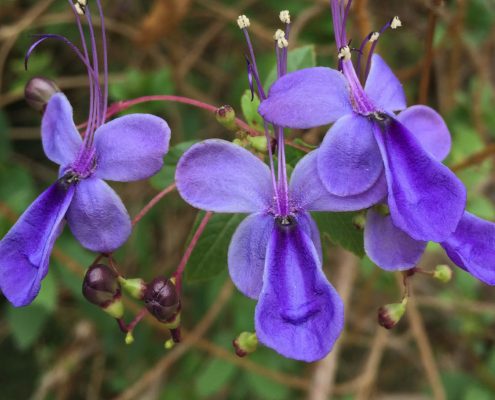 Rotheca myricoides - Blue butterfly bush Rotheca myricoides - Blue butterfly bush
