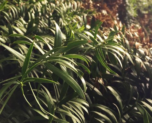 Araucaria bidwillii - Bunya bunya Araucaria bidwillii - Bunya bunya