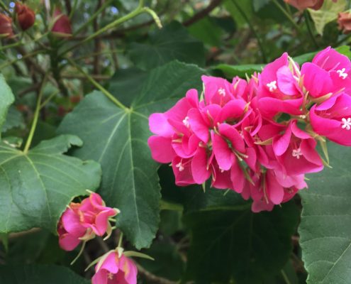 Dombeya Dombeya
