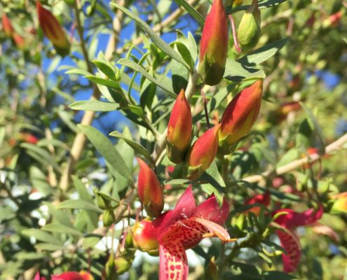 Eremophila maculata - Spotted emu bush