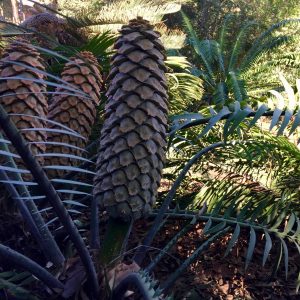 Cycads