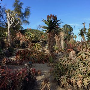 Desert Garden