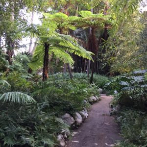 Ferns