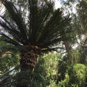 Ancient Forest