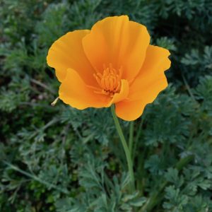Southern California Natives