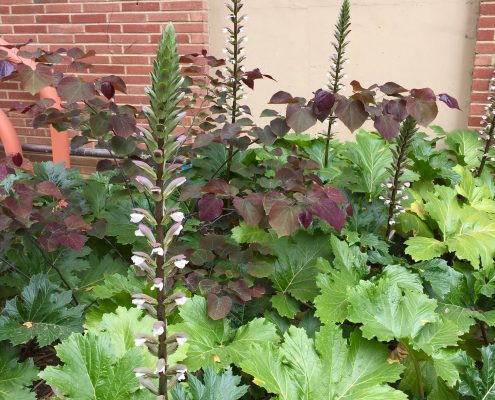 Acanthus mollis Acanthus mollis