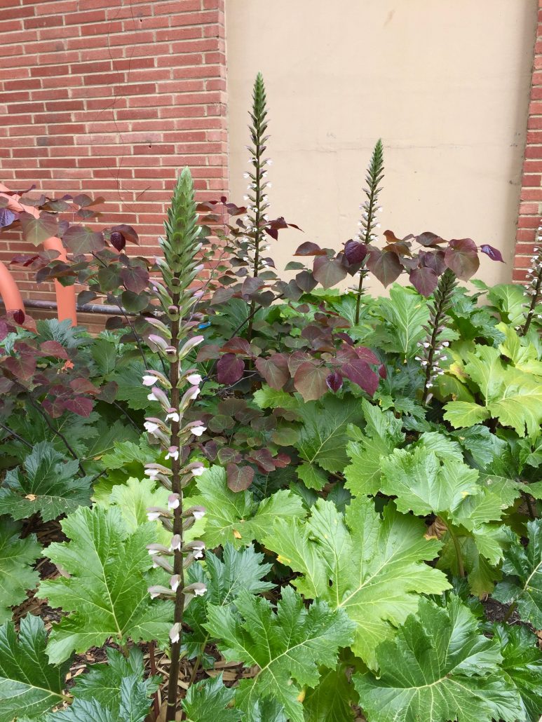 Acanthus mollis