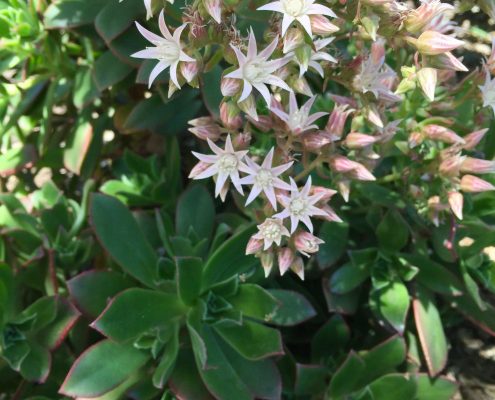 Aeonium decorum Aeonium decorum
