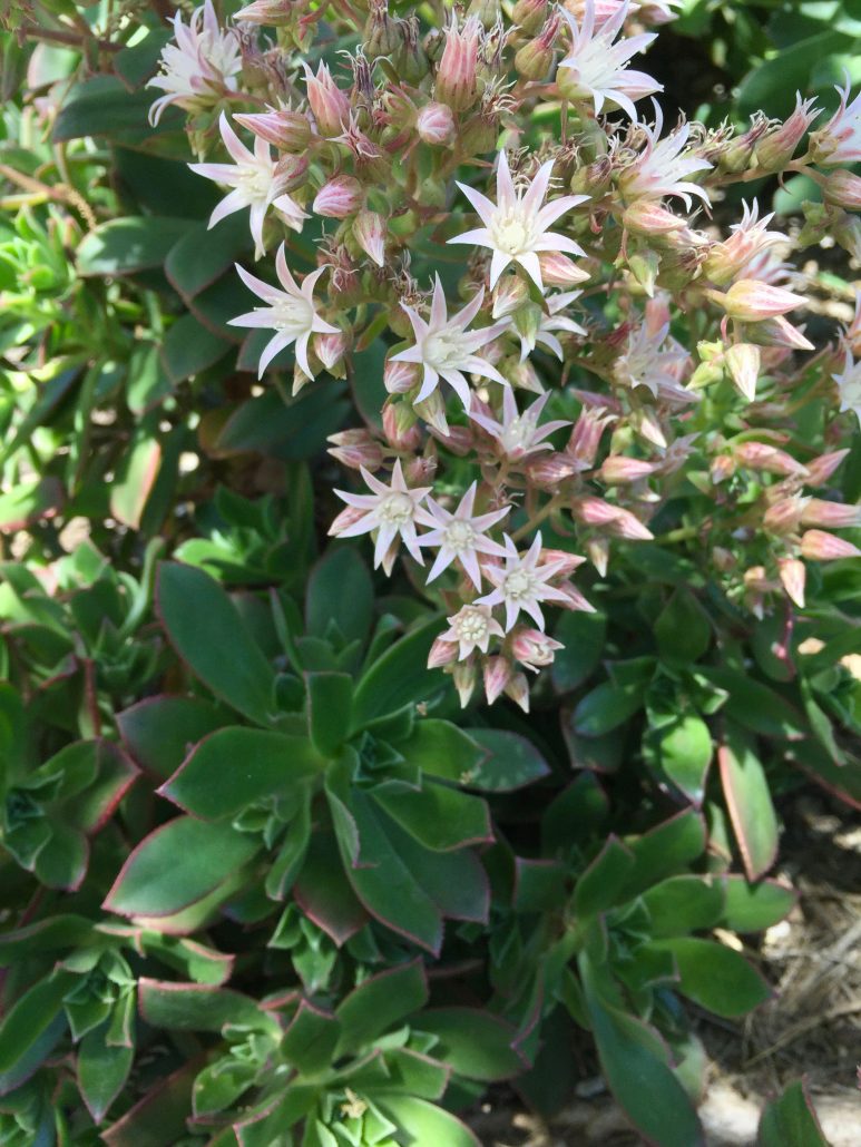 Aeonium decorum