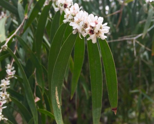 Agonis flexuosa Agonis flexuosa