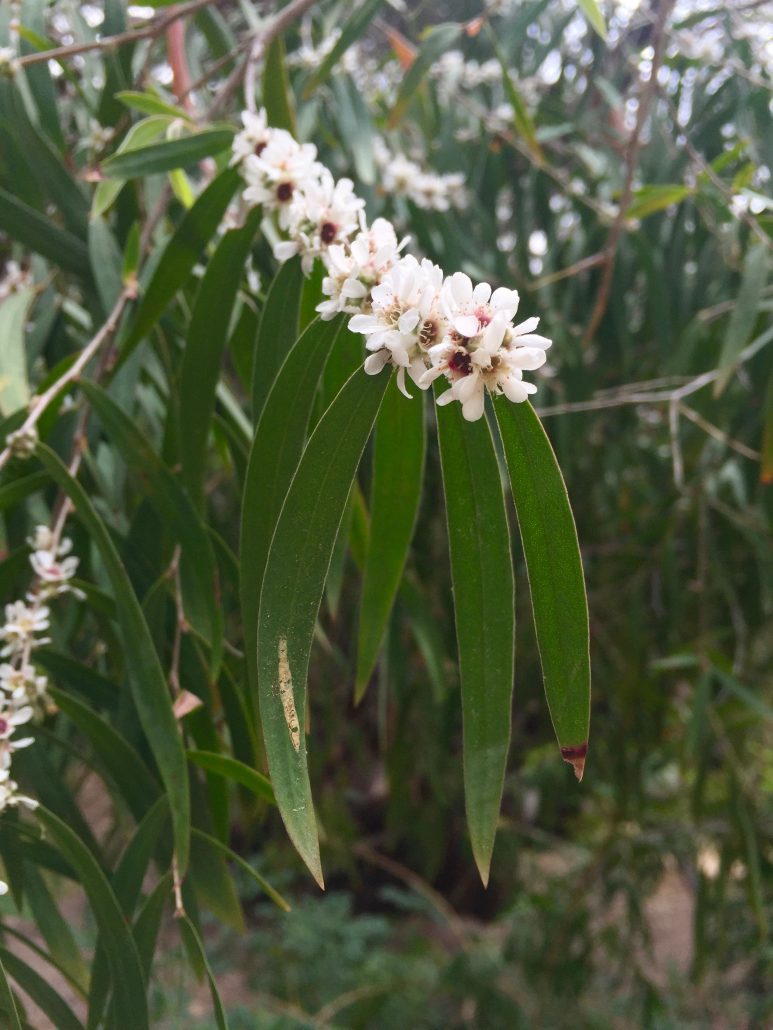 Agonis flexuosa