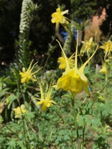 Aquilegia chrysantha Aquilegia chrysantha