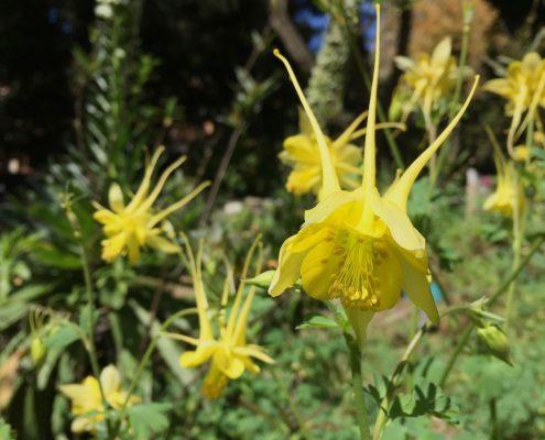 Aquilegia chrysantha Aquilegia chrysantha