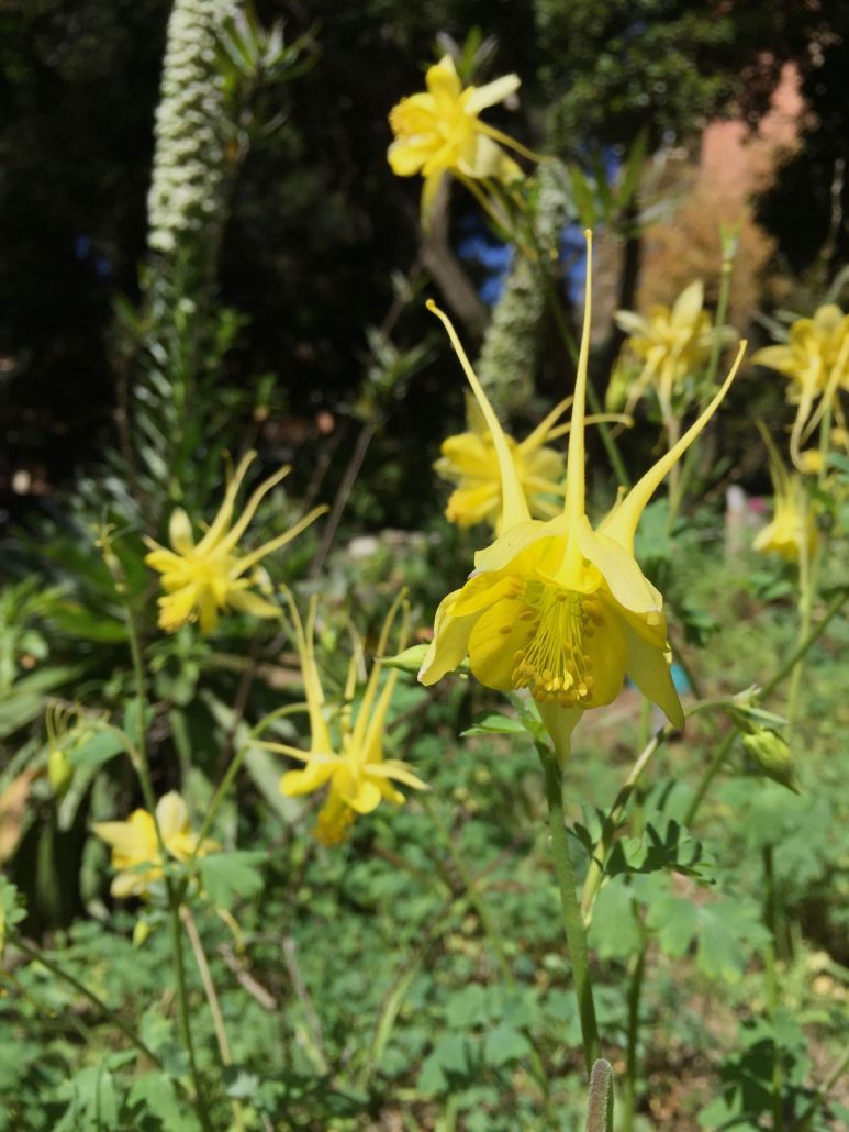 Aquilegia chrysantha