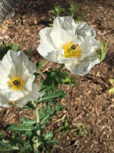 Argemone glauca Argemone glauca