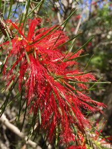 Calothamnus villosus Calothamnus villosus