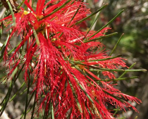 Calothamnus villosus Calothamnus villosus