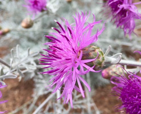 Centaurea cineraria Centaurea cineraria