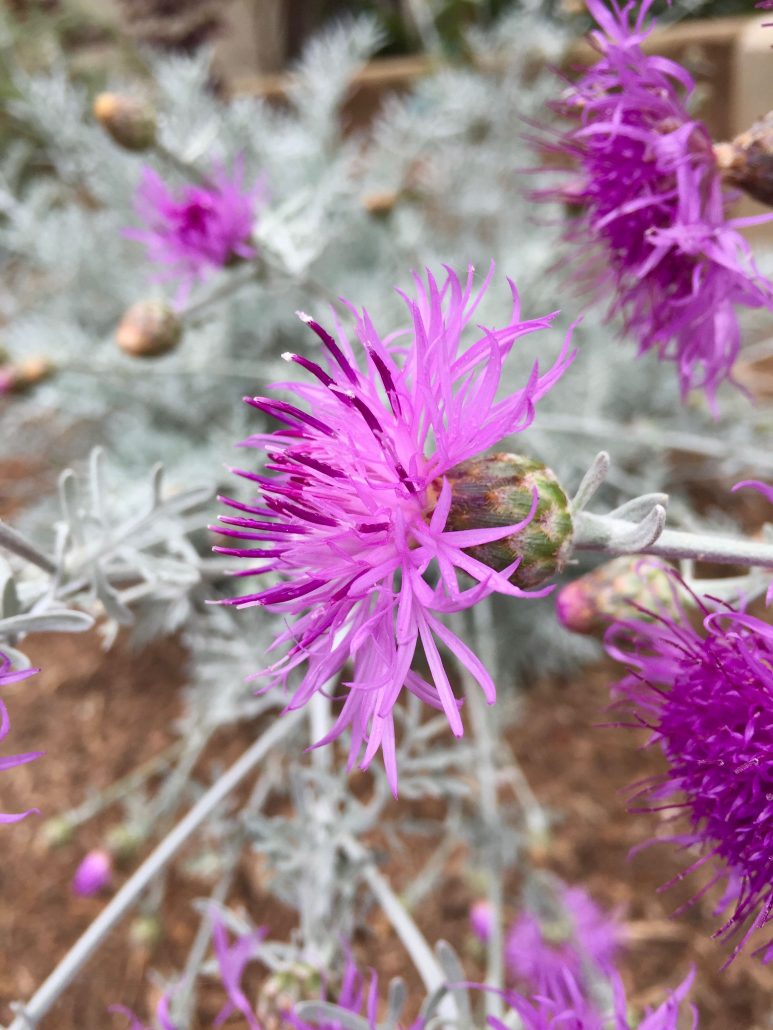 Centaurea cineraria