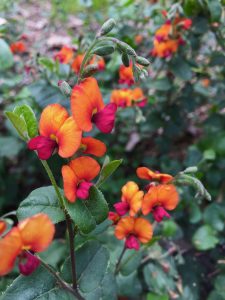 Chorizema 'Bush Flame' Chorizema 'Bush Flame'