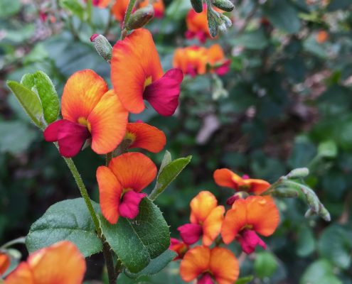 Chorizema 'Bush Flame' Chorizema 'Bush Flame'