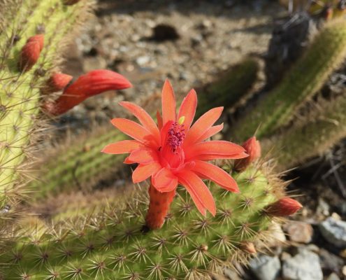 Cleistocactus sp. Cleistocactus sp.