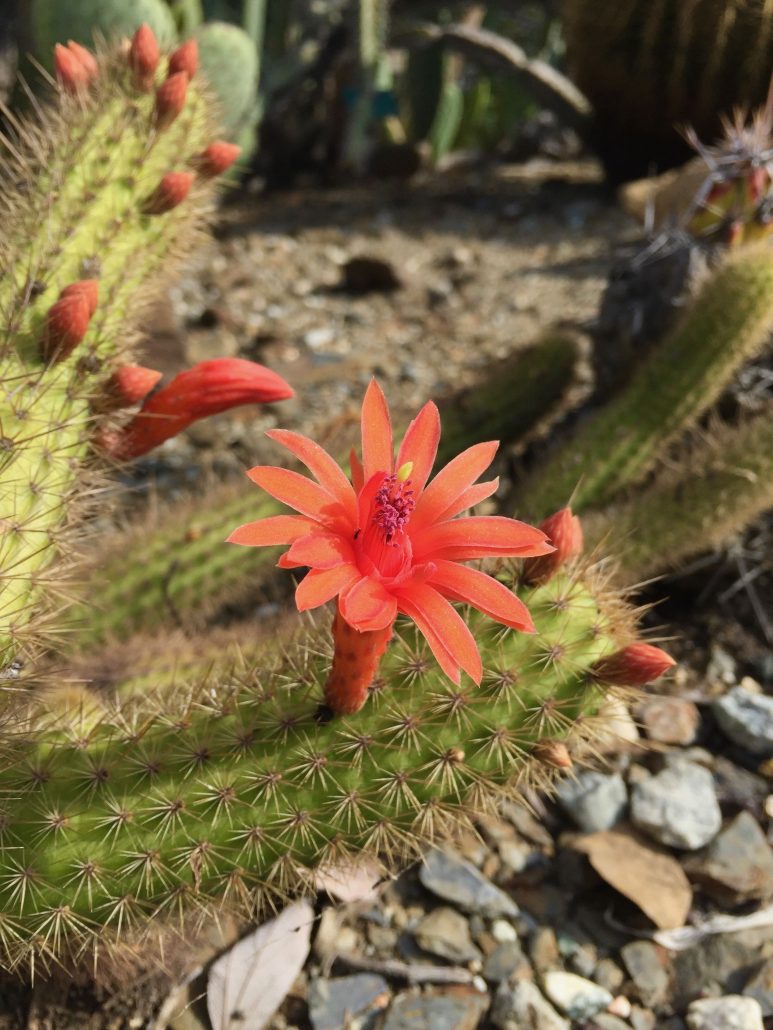 Cleistocactus sp.