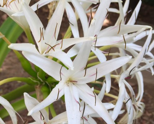 Crinum asiaticum Crinum asiaticum