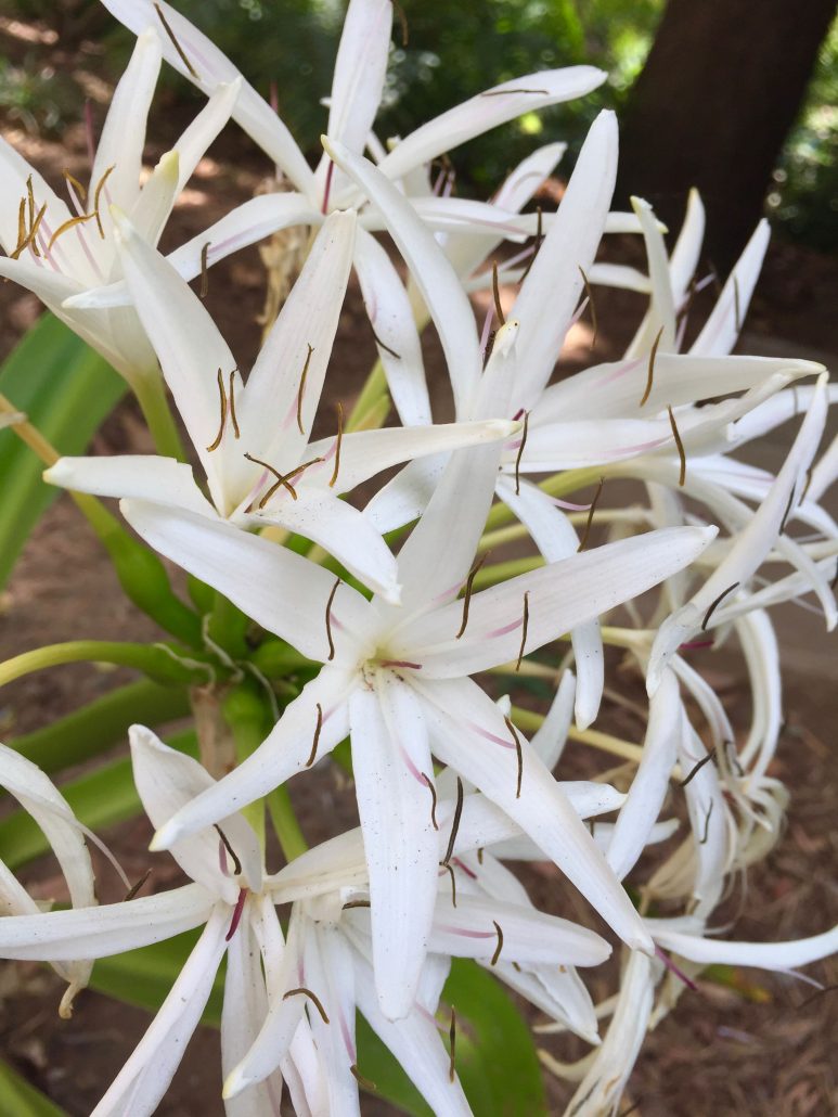 Crinum asiaticum