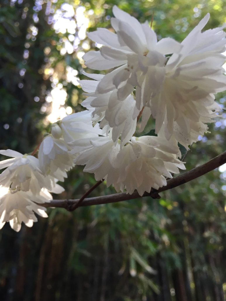Deutzia crenata 'Nikko'