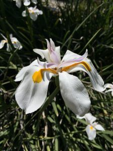 Dietes grandiflora Dietes grandiflora