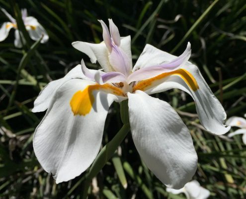 Dietes grandiflora Dietes grandiflora