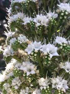 Echium simplex Echium simplex