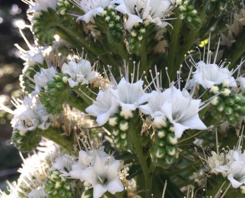 Echium simplex Echium simplex