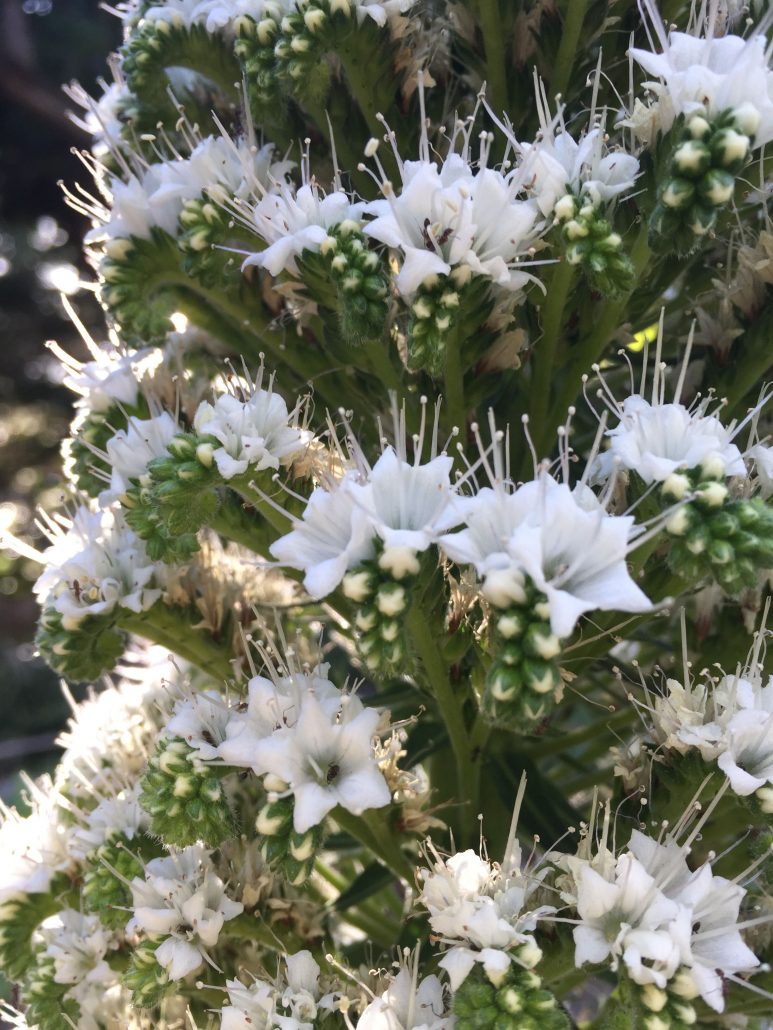 Echium simplex