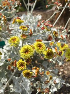 Eriogonum crocatum Eriogonum crocatum