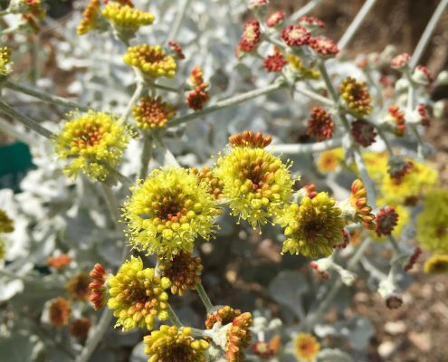 Eriogonum crocatum Eriogonum crocatum