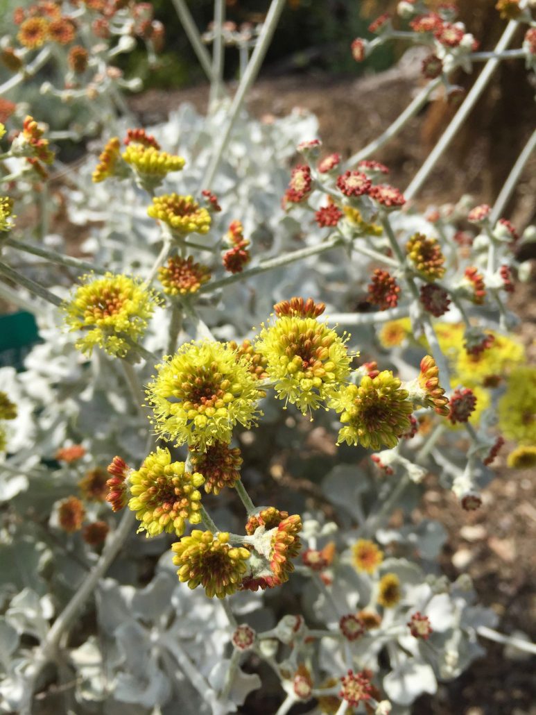 Eriogonum crocatum