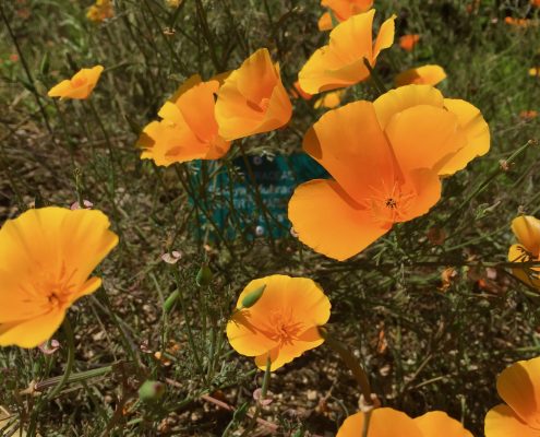 Eschscholzia californica Eschscholzia californica