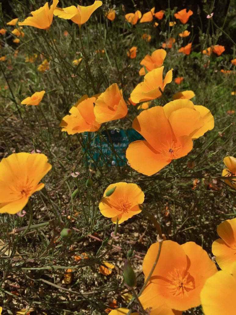 Eschscholzia californica