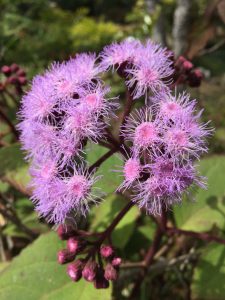 Bartlettina sordida Bartlettina sordida