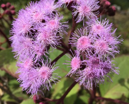 Bartlettina sordida Bartlettina sordida