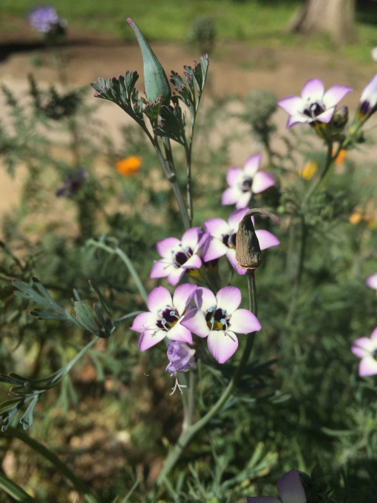 Gilia tricolor