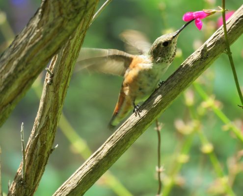 Hummingbird Hummingbird